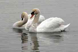 White swans