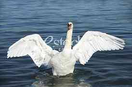 swan on blue water