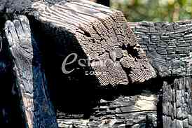 Ecology