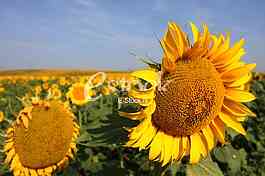 field of sunflowers and blue sun sky
