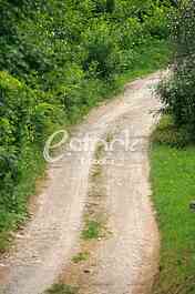 Rural road Country road,green trees and forest