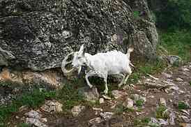 white goat out to pasture in the mountains