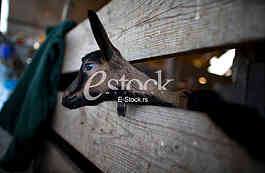 Goat farm Serbia