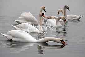 White swans
