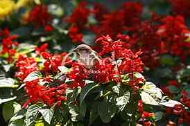 Sparrow on the flowers
