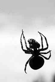 Spider
