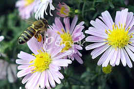 The bee