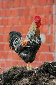 Beautiful rooster crowing crows rooster