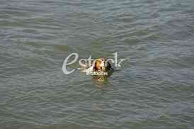 a dog swims in the water and playing with a ball in the water