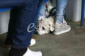 White mini poodle Dog
