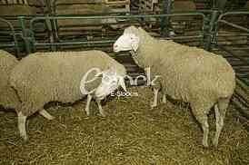Sheep