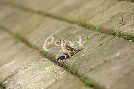 Sparrow House standing on a concrete floor and looking around