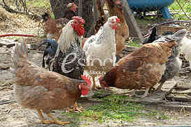 Domestic chickens