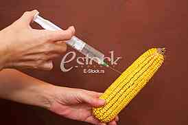 GMO corn