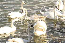 Labud na reci Dunav, Swan on the Danube river