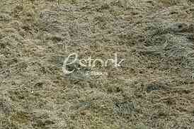 green grass texture or background of golf course and football soccer field