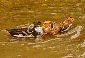 Duck