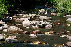 Mountain river flowing at summer forest landscape