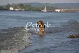 dog running through the water, dog runs on water
