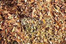 fallen autumn leaves