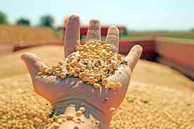 Soybean