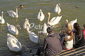 Labud na reci Dunav, Swan on the Danube river