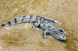 Alligator in Budva
