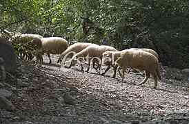 Sheep