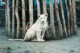 Animal, lions