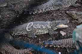 Crocodile