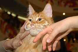Cat show