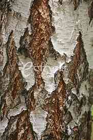 Bark texture background pattern crack old brown for design