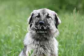 A working sheepdog dog in the green field