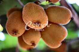 Fruits