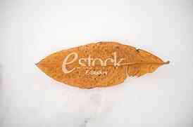 fallen autumn leaves on snow