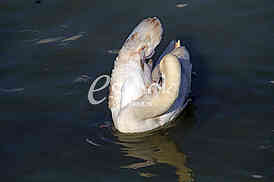 Labud na reci Dunav, Swan on the Danube river