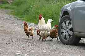 rooster crowing crows rooster chicken in the village