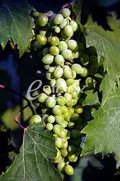 Fruits