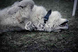 Samoyed
