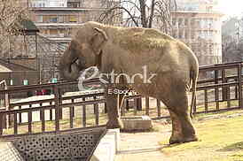 Slon, Elephant