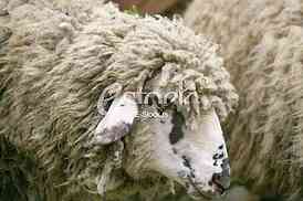 Herd of sheep on beautiful mountain meadow