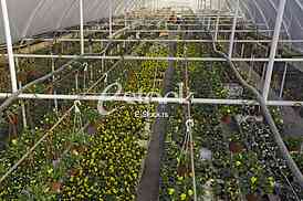 Greenhouse