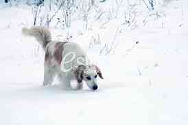 Hunting dog