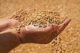 Agriculture