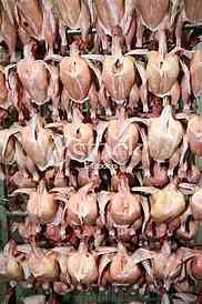 Chicken meat