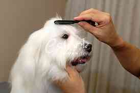 Grooming