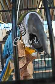 Parrot