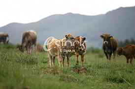 Cows grazing on a green summer meadow