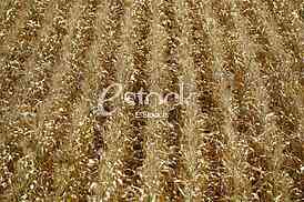 corn field background