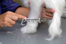 Grooming